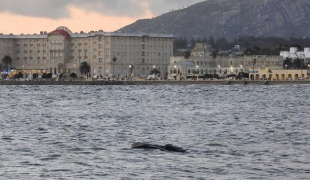 BALLENA