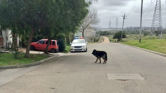 Adolescente embestido perro suelto
