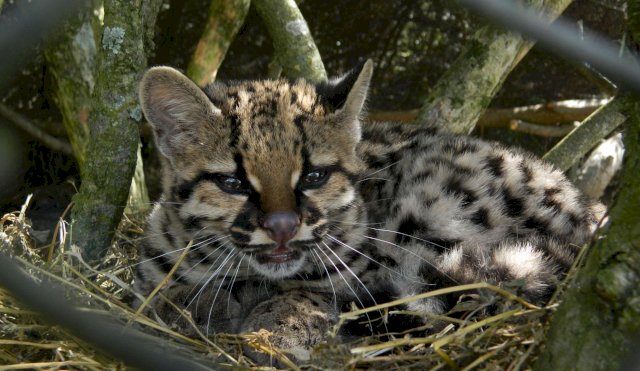 margay