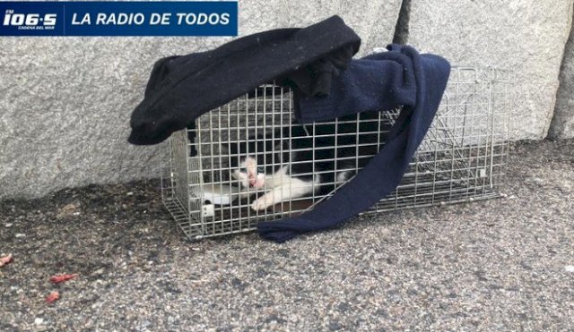 Gatito