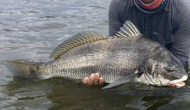 corvina negra