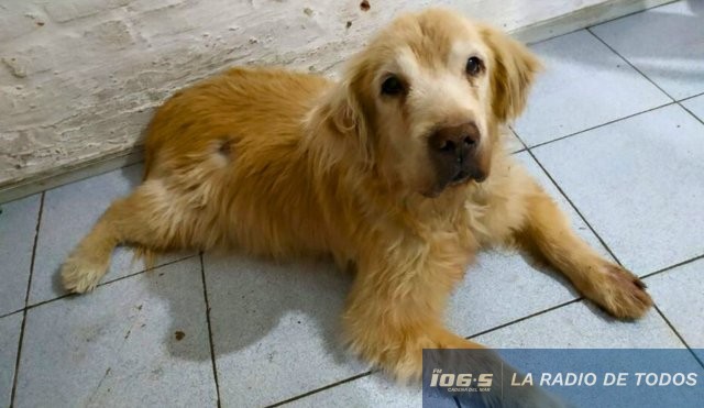 Perros Guia