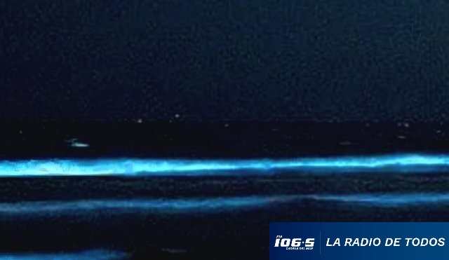 noctilucas