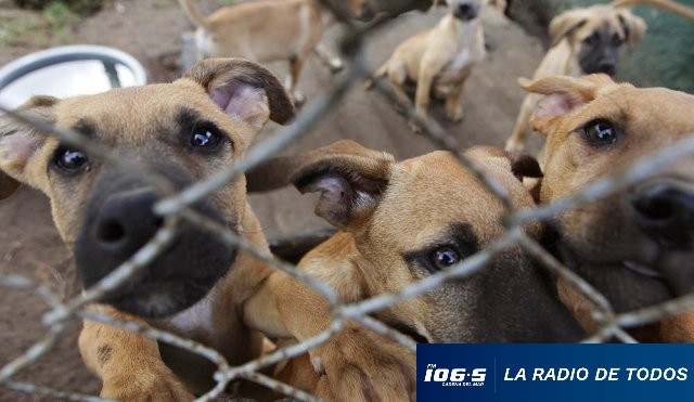 cachorros