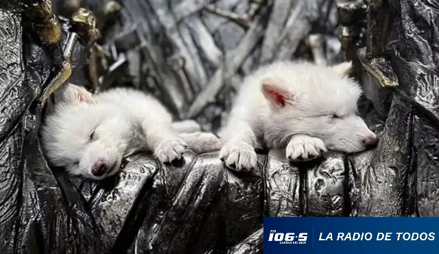 LOBOS BLANCOS