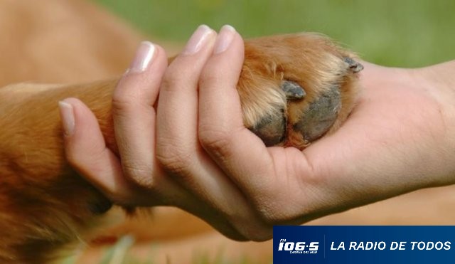 bienestar animal
