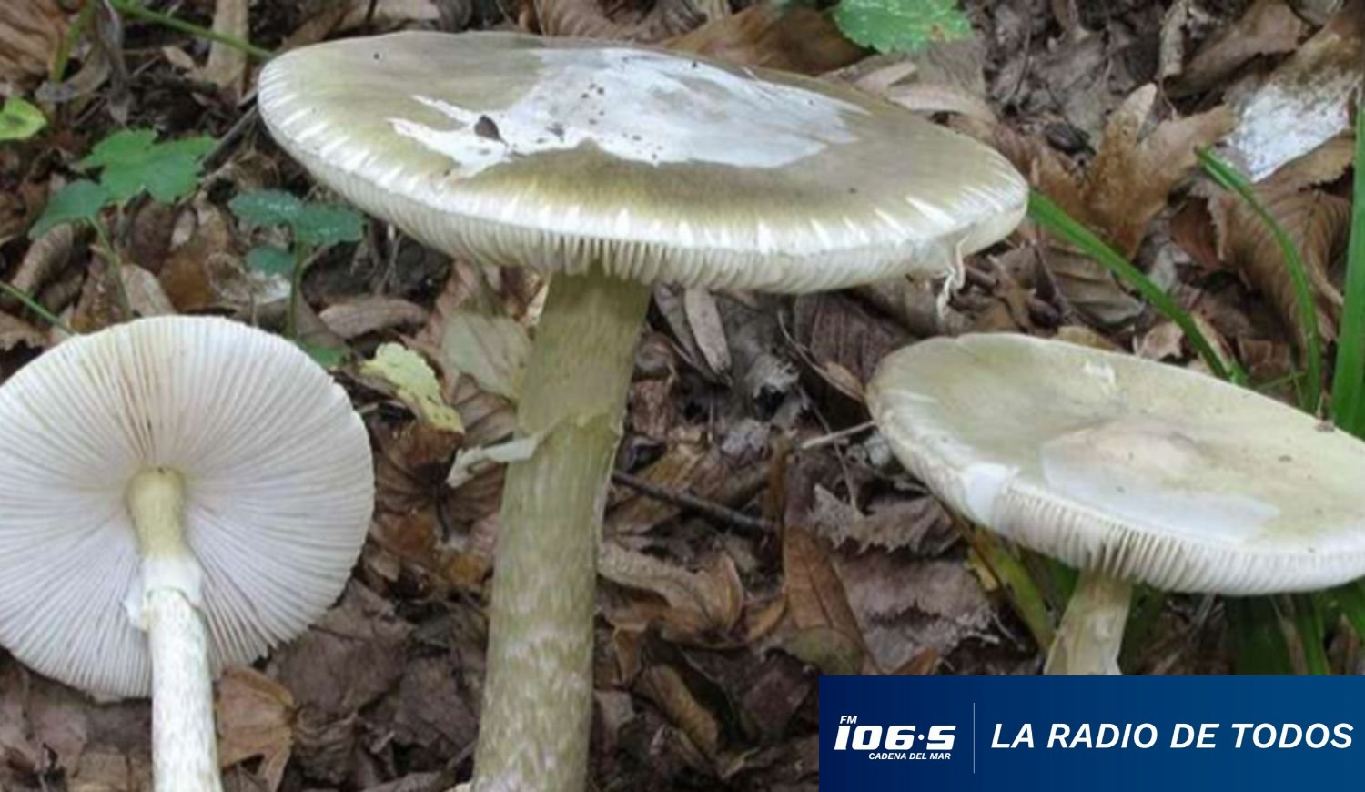 hongos silvetres