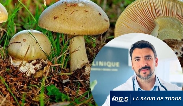 nadruz-hongos