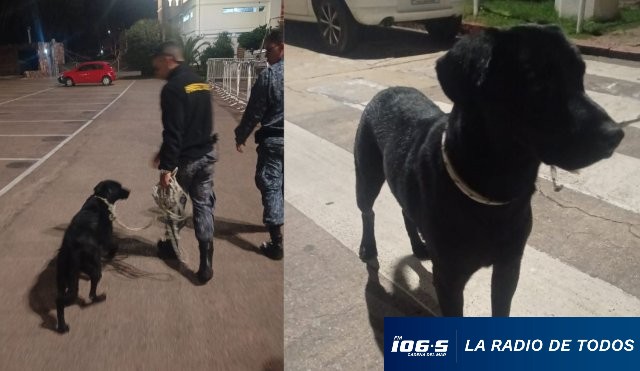 perro labrador