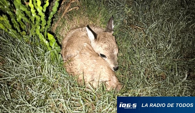 venado-bebé