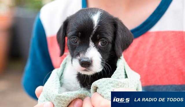 ADOPCIÓN