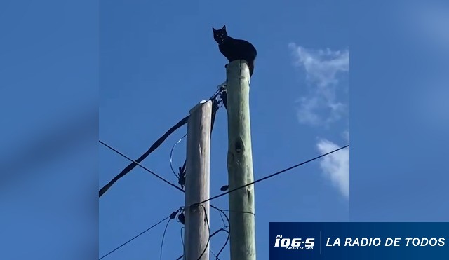 GATO EN ATRAPADO