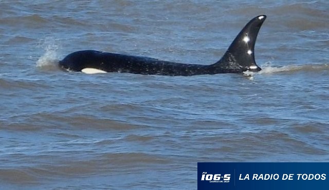 ORCA BALLENA 