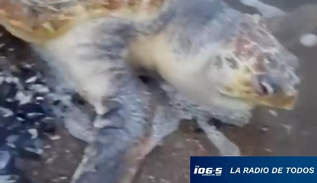 tortuga en las grutas 