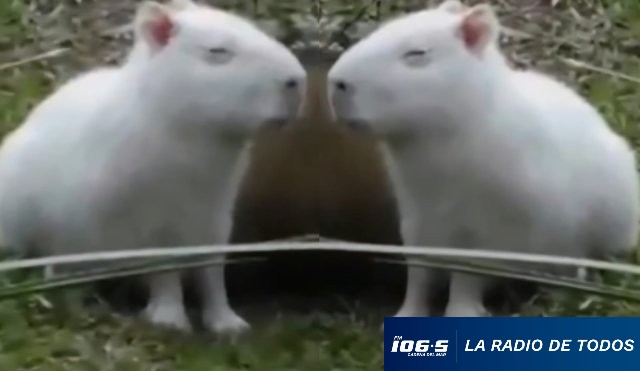 carpincho albino