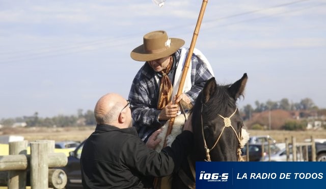 Caballo-abella