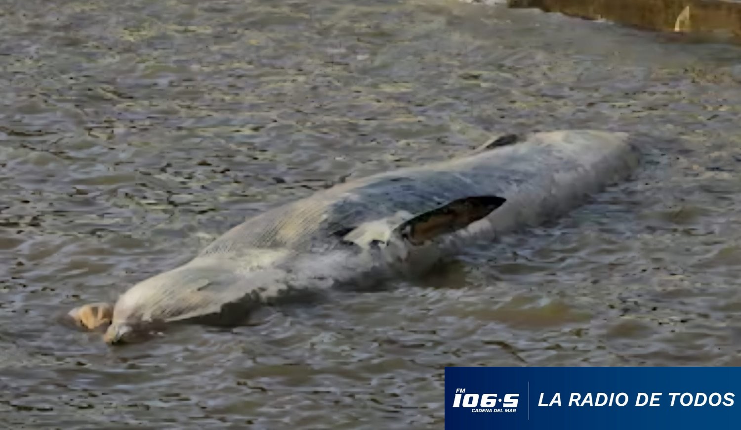ballena-muerta