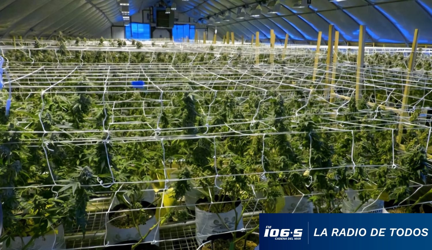 cannabis-