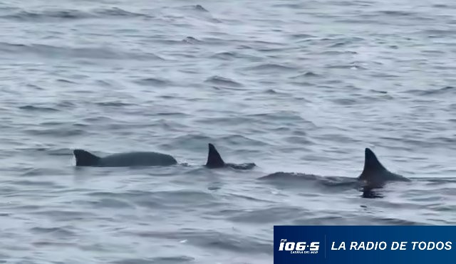 Delfines