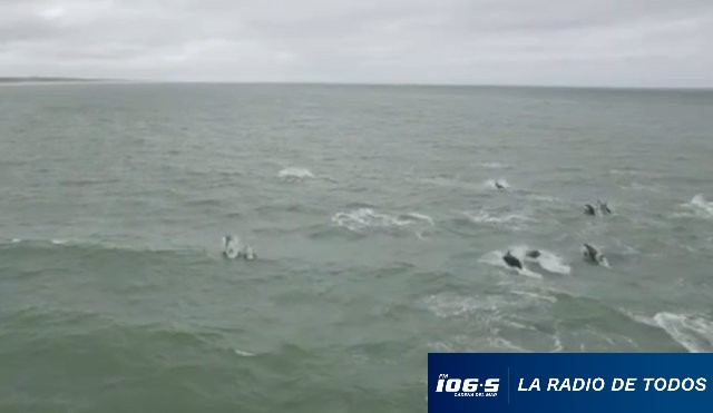 Falsas orcas 