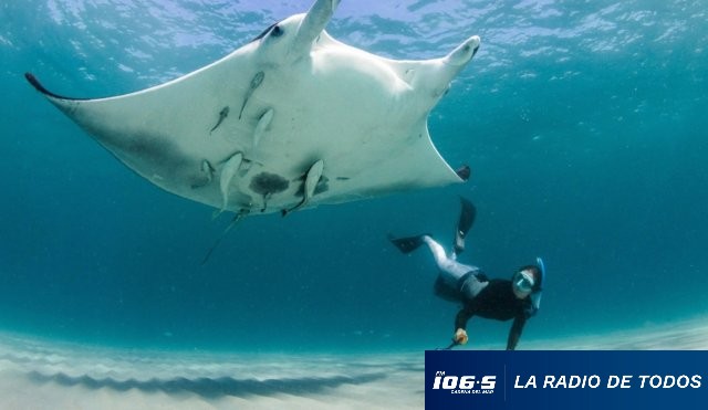 MANTARRAYA