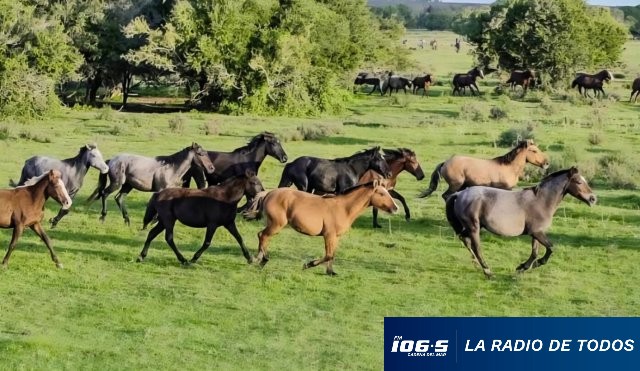 Caballo 