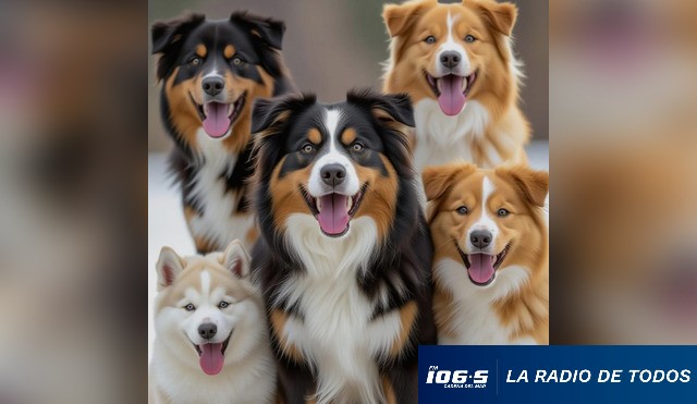 perros-