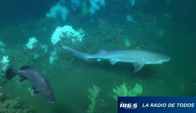 Tiburón uruguayo 