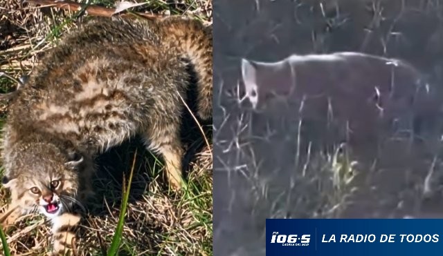 Gato Montes 