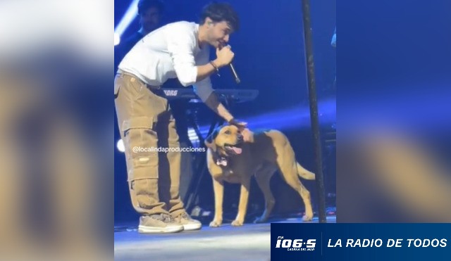 casanova perro