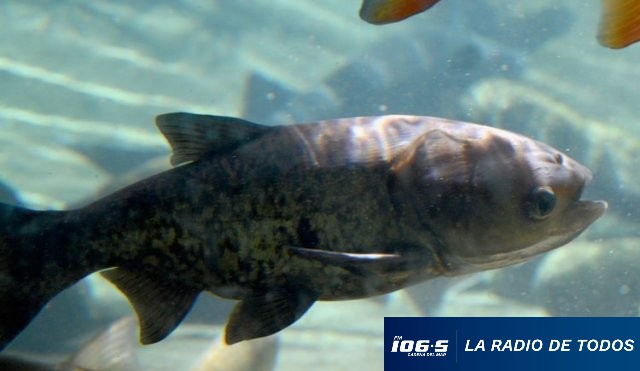 carpa-plateada
