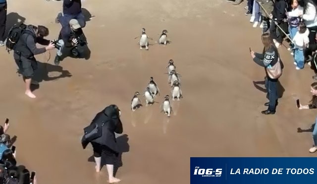 Pingüinos