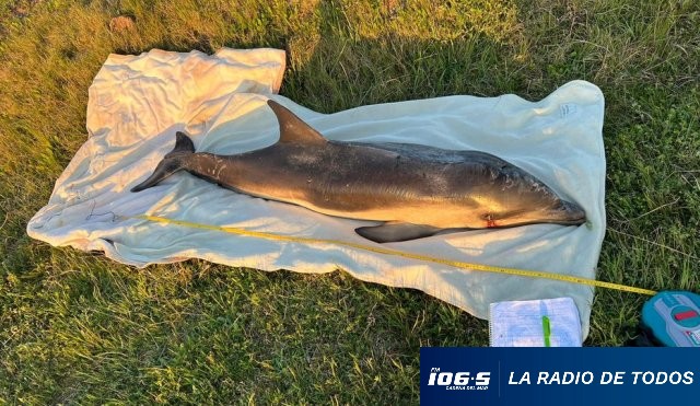 delfin muetro