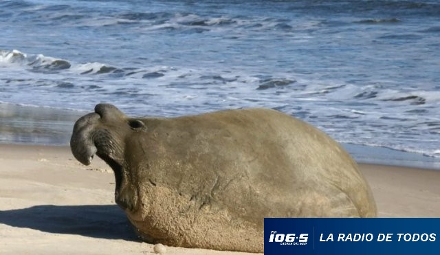 elefante marino