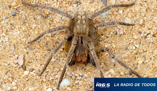 Araña del banano treinta y tres