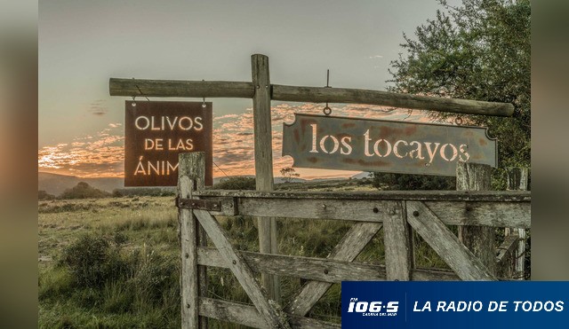 olivos de las ánimas