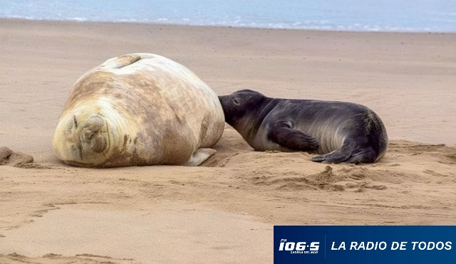 Nacimiento elefante marino