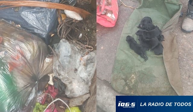 perros encontrados