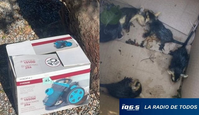 Alternatus comadrejas