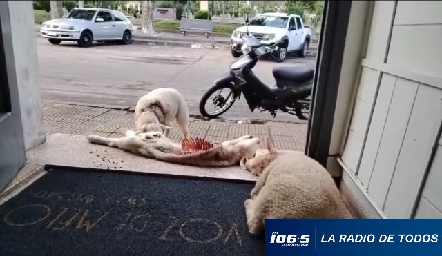 Policiales oveja 16.10