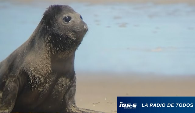 Elefante marino Francisco 