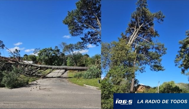 Árbol Piriápolis 2. 29.10