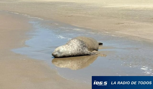 ELEFANTE MARINO CHUY. 03.11