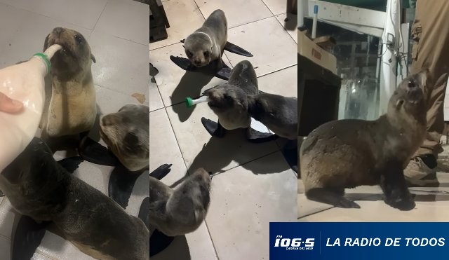 Una historia de amor lobos marinos Piria 