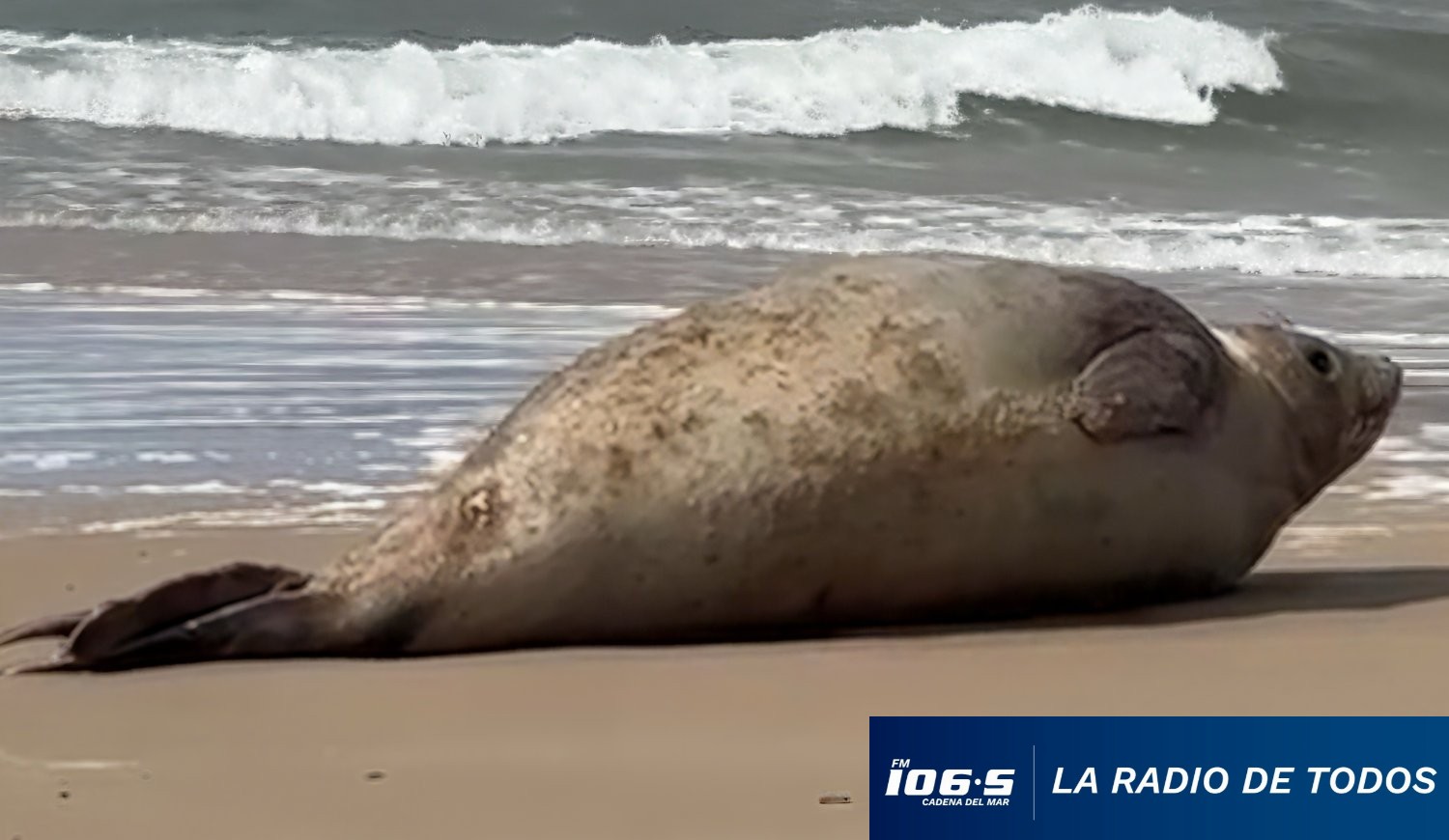 Elefanta marina José Ignacio 