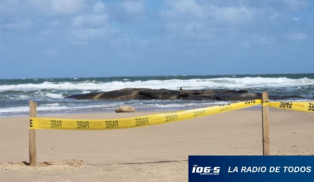 Elefante marino José Ignacio