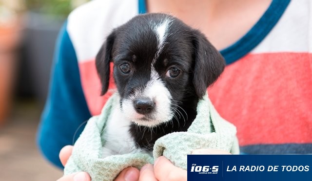 ADOPCION CANINA. 08.11