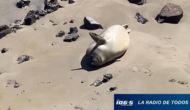 Elefante marina francisca 8-11