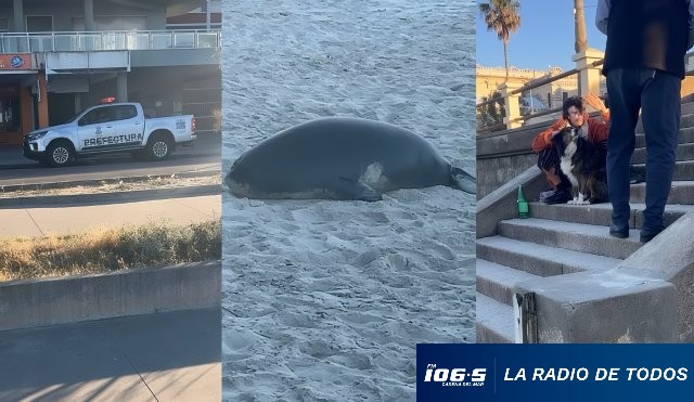 Elefanta Marina Piriápolis persona alcalizada 