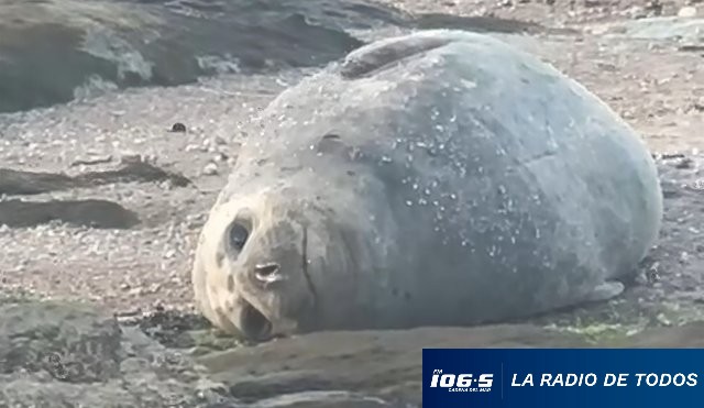 ELEFANTES MARINOS  12.11